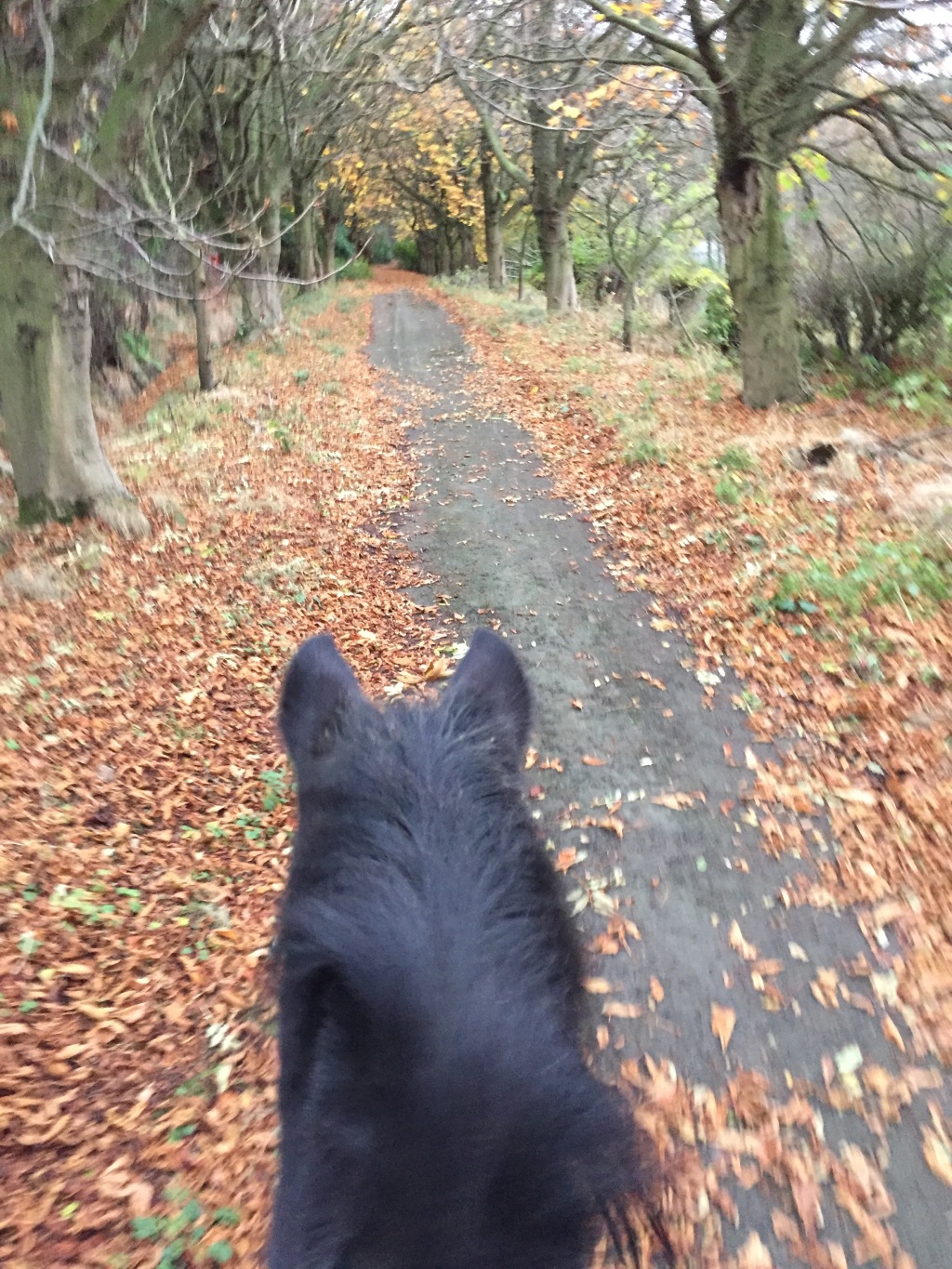 November walk with the pony (Wordless Wednesday) ❤️